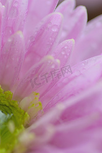 水滴粉红色大丽花花瓣的宏观纹理