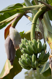 绿香蕉摄影照片_树上的绿香蕉，Pisang Awak 香蕉