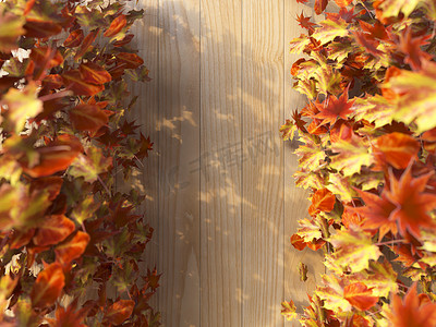 秋叶上的木质背景组合