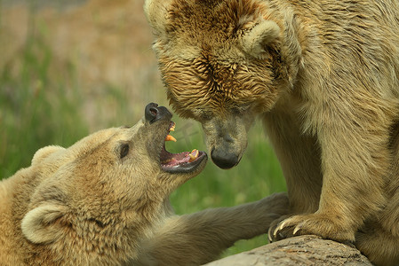 俄罗斯棕熊摄影照片_棕熊打架
