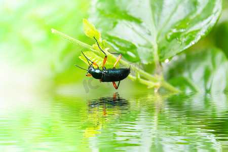 甲虫金属蛀木虫 Sphenoptera tamarisci beckeri