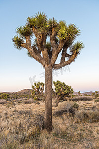 约书亚树 (Yucca brevifolia) 在 Stubbe Springs Loop 附近的黄昏