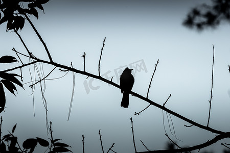 树枝上孤鸟的剪影冬景