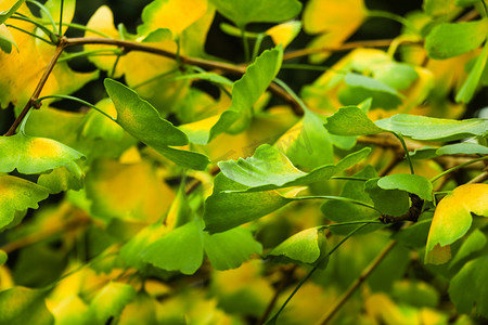 银杏叶摄影照片_银杏树 biloba 树枝与叶子在郁郁葱葱的绿色背景下。