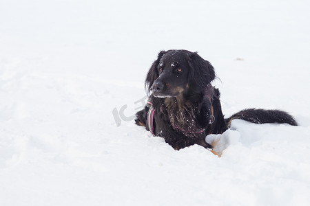 狗在寒冷的冬天雪地里玩耍。