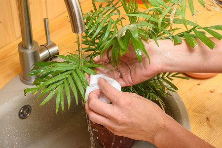 一个女孩在洗脸盆的水龙头里用流水清洗室内植物的叶子