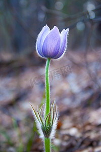 紫花白头翁