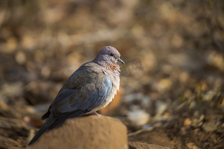 南非克鲁格国家公园的笑鸽