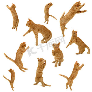 小猫跳跃摄影照片_行动中的小猫集合