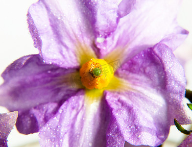 黄色中心的紫色漂亮小花近距离水德