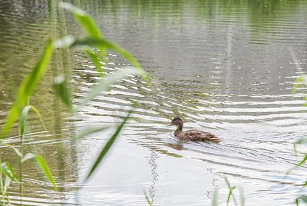 鸭子游泳摄影照片_鸭子在湖里游泳