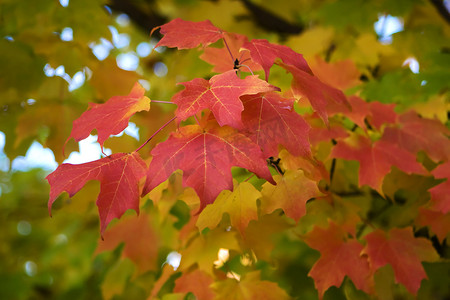 秋天树枝树枝摄影照片_秋天的树枝