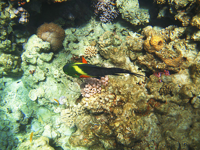 鱼药摄影照片_红海中的热带奇异鱼类。