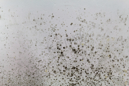 白墙上的黑色霉菌