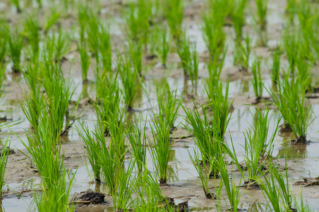 亚洲泰国摄影照片_泰国水稻育苗