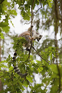 伤害野生动物摄影照片_狐猴