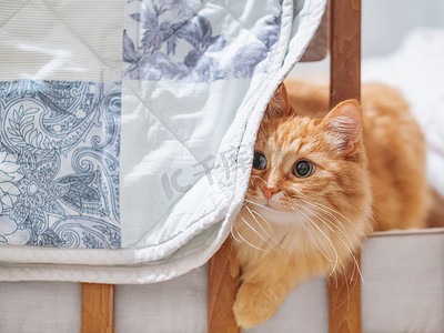 可爱的姜黄色猫躲在一张婴儿床里，后面是一条蓝白相间的装饰拼布毯子。