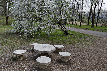 春天的景色，有盛开的李子树或李属植物，以及在公园放松的地方