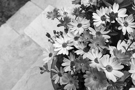 雏菊黑白摄影照片_数十朵漂亮的非洲雏菊