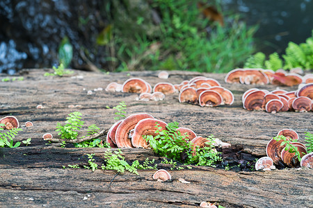 木材上蘑菇的特写镜头