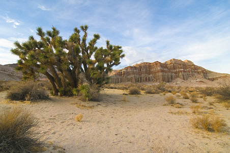 红崖自然保护区（加利福尼亚州红岩峡谷）以约书亚树（丝兰短叶兰）为特色