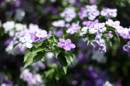 Brunfelsia uniflora 花的特写