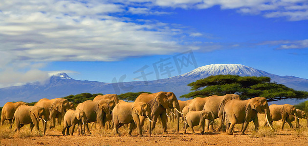 羊群白描摄影照片_乞力马扎罗山和大象非洲坦桑尼亚
