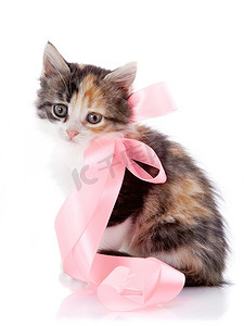 坐着带粉色胶带的多色小猫