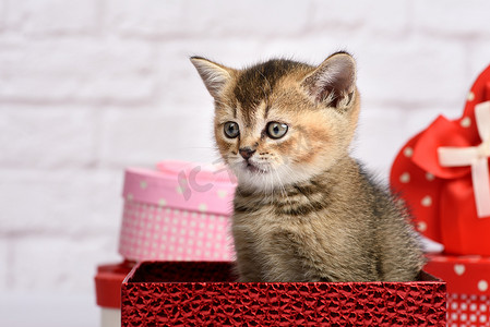 苏格兰金丝鼠品种的可爱小猫直接坐在红色礼盒里