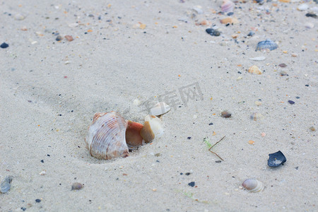 大贝壳摄影照片_沿海沙滩上的大贝壳和小蛤蜊，含沙海景