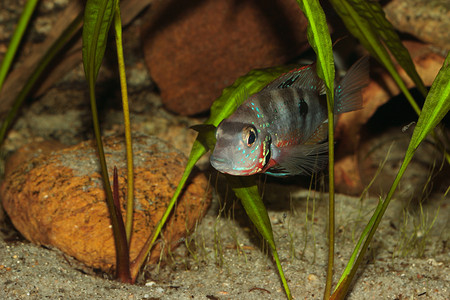 墨西哥火嘴鱼 (Thorichthys ellioti)