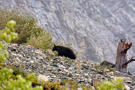 美洲黑熊 (Ursus americanus)