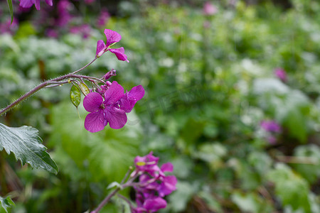 雨中的紫色诚信花