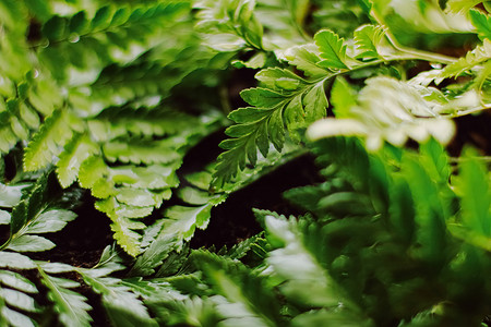 热带植物叶子在庭院里作为植物学背景，自然