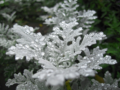 雨后花坛。