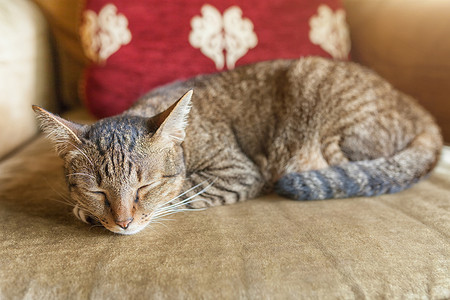 睡猫小猫躺在沙发软椅上睡觉
