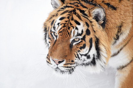 高端天猫主图摄影照片_冬雪中西伯利亚虎的特写