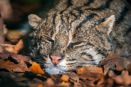 一只熟睡的渔猫的肖像