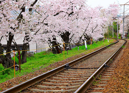与铁路的樱花树