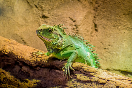 长着尖刺的变色龙躺在阳光下的绿蜥蜴