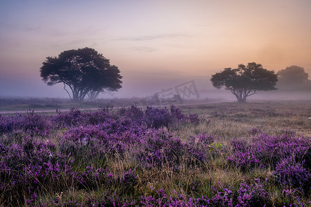 荷兰 Hilversum Veluwe Zuiderheide 附近盛开的石南花田，早晨盛开的粉紫色石南花田，日出时有薄雾