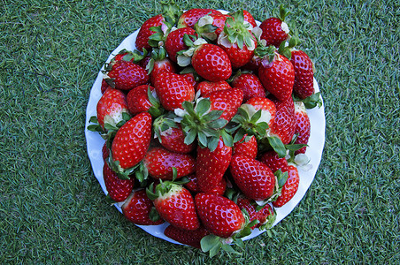 草背景上有红草莓的大白盘