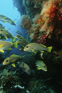 Raja Ampat Indonesia 太平洋东方甜唇鱼群 (Plectorhinchus orientalis) 聚集在珊瑚礁下方的洞穴中