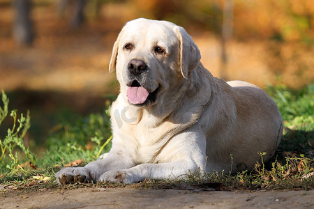 秋天公园里的甜黄色拉布拉多犬