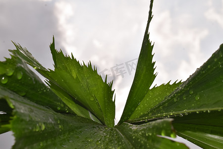绿色龟背竹叶背景，热带叶，抽象绿叶纹理