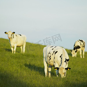 向下gif摄影照片_奶牛，唐郡，北爱尔兰