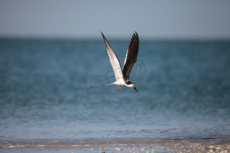 海鸥鸥摄影照片_Clam 海滩上成群的黑色撇嘴燕鸥 Rynchops niger