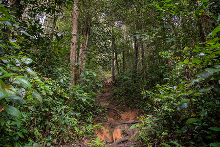 马来西亚金马仑高原热带雨林内的陡峭远足路径