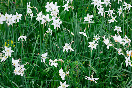 野生白水仙在绿色春天的草地上绽放
