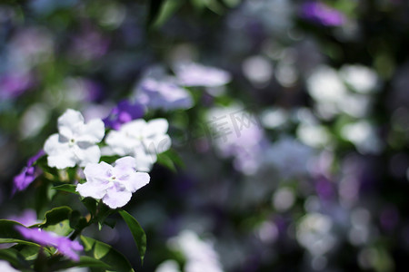 Brunfelsia uniflora 花的特写